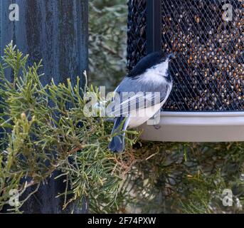 Caroline Chickadee ( Poecile carolinensis ) Perchée sur le convoyeur avec semence dans la bouche Banque D'Images