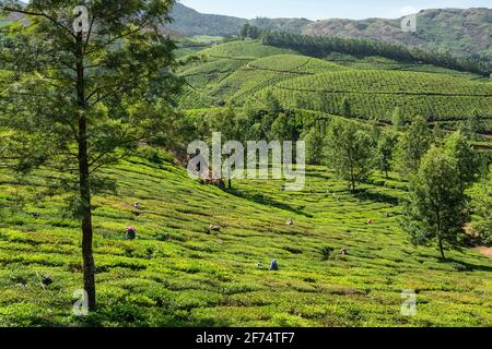 Femme indienne non identifiée qui ramassant des feuilles de thé frais à la plantation de thé Munnar à Kerala, en Inde Banque D'Images