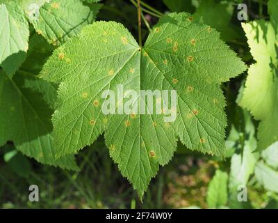 Feuille de Rubus odoratus Banque D'Images