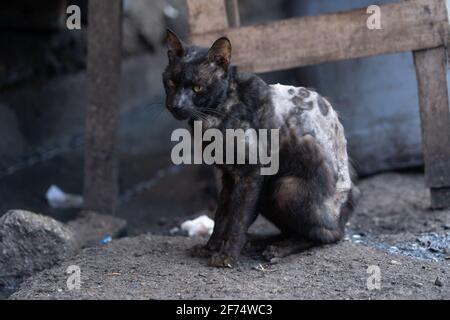 Un chat à Cebu City, Philippines avec une grave infection de peau, presque toute la fourrure sur son dos ayant disparu Banque D'Images