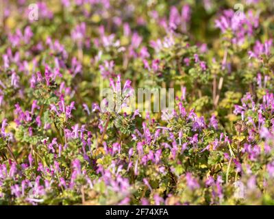 Henbit Deadnettle, Lamium ampelexicaule, pousse dans un champ de riz jachère à la fin de l'hiver sur une ferme près de Yokohama, au Japon. Banque D'Images