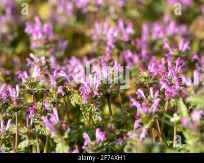 Henbit Deadnettle, Lamium ampelexicaule, pousse dans un champ de riz jachère à la fin de l'hiver sur une ferme près de Yokohama, au Japon. Banque D'Images