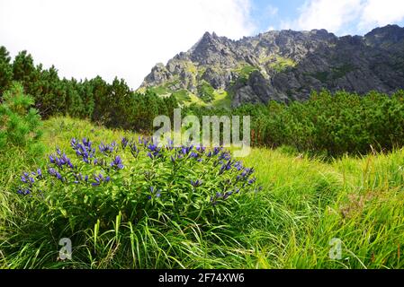 Fleurs saule gentiane (Gentiana asclepiadea) dans la vallée de Mengusovska, Vysoke Tatry (Hautes Tatras), Slovaquie. Paysage de montagne d'été en journée ensoleillée. Banque D'Images