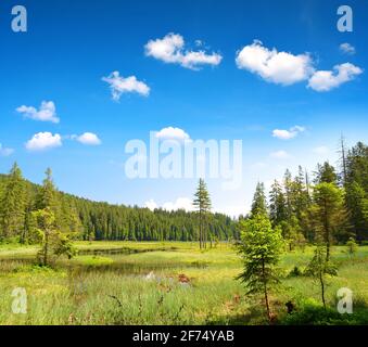 Lac Moraine Grosser Arbersee dans le parc national de la forêt bavaroise ( Bayerische Wald ). Paysage d'été en Allemagne. Banque D'Images