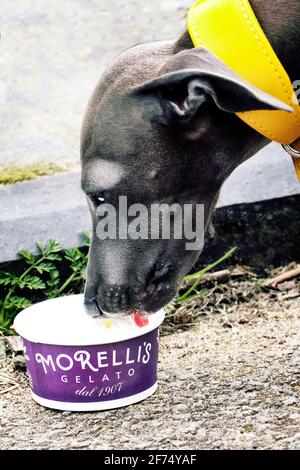 Iceream de chien de lévrier italien lors d'un voyage à la Bord de mer à Broadescaliers Kent Banque D'Images