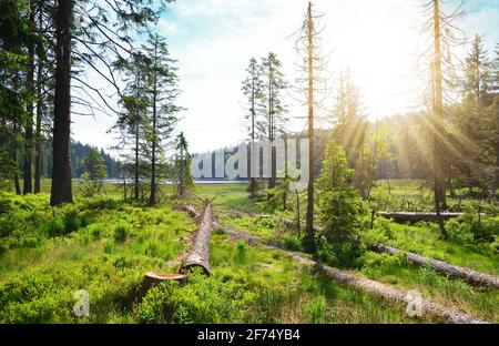 Paysage par le lac de Moraine Grosser Arbersee dans le parc national de la forêt bavaroise ( Bayerische Wald ), Allemagne. Banque D'Images