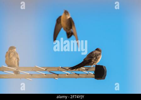 Sand Martin ou Riparia riparia. Dans les oiseaux sauvages de la vie en ville. Banque D'Images