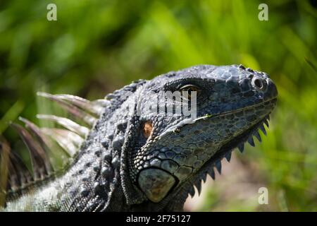 Gros plan sur le lézard iguana vert du genre qui se base au soleil du sud de la Floride. Faune de la jungle amazonienne, Mexique, Amérique centrale, Caraïbes. Banque D'Images