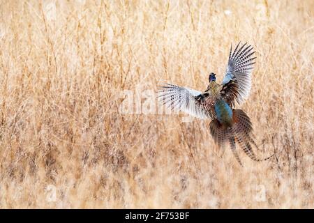 Un faisan de coq dans le Dakota du Sud au début du printemps jour Banque D'Images