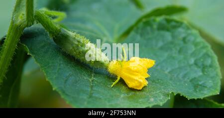 Fleur de concombre et ovaire sur la feuille verte. Fleurs jaunes et jeunes fruits en gros plan. Culture biologique dans le jardin rural. Bannière agricole Banque D'Images