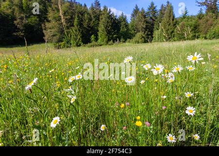 Une prairie avec Leucanthemum vulgare, communément connu sous le nom de la Marguerite de l'oeil-de-boeuf Banque D'Images