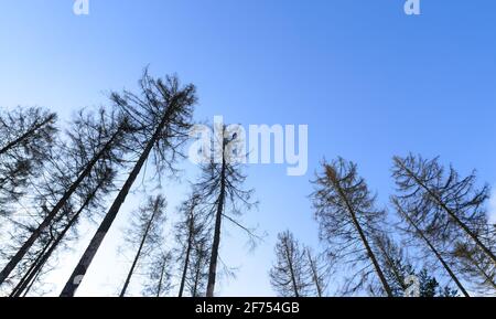 Branches et brindilles de conifères contre le ciel bleu, en regardant les arbres, à Westerwald, Allemagne, Rhénanie-Palatinat, Europe de l'Ouest Banque D'Images