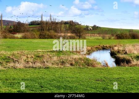 La réserve naturelle idyllique de Bingenheimer Ried, qui abrite de nombreux oiseaux sauvages, est située à l'ouest de Bingenheim (Wetterau) dans la plaine inondable de Horloff. Banque D'Images