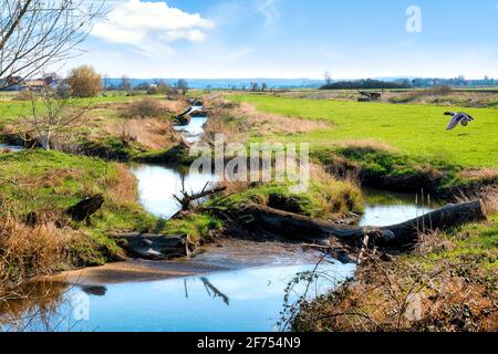 La réserve naturelle idyllique de Bingenheimer Ried, qui abrite de nombreux oiseaux sauvages, est située à l'ouest de Bingenheim (Wetterau) dans la plaine inondable de Horloff. Banque D'Images
