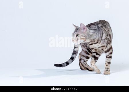 Chat Bengale argenté en studio Banque D'Images