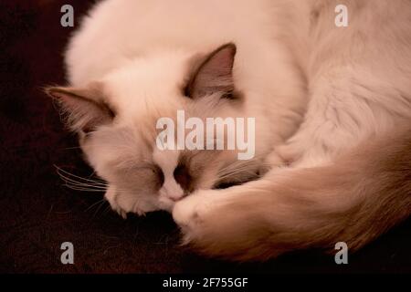 Chat Ragdoll Banque D'Images