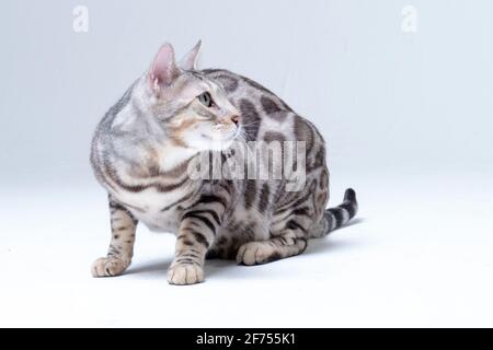 Chat Bengale argenté en studio Banque D'Images