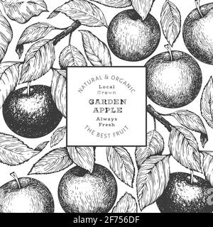 Modèle de conception de succursale Apple. Illustration de fruits de jardin vectoriels dessinés à la main. Bannière botanique rétro aux fruits de style gravé. Banque D'Images