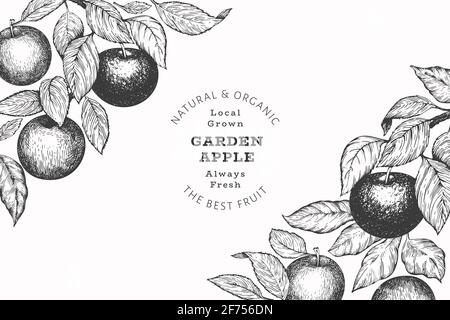 Modèle de conception de succursale Apple. Illustration de fruits de jardin vectoriels dessinés à la main. Bannière botanique rétro aux fruits de style gravé. Banque D'Images