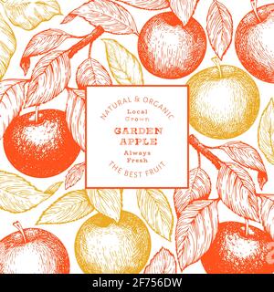 Modèle de conception de succursale Apple. Illustration de fruits de jardin vectoriels dessinés à la main. Bannière botanique rétro aux fruits de style gravé. Banque D'Images