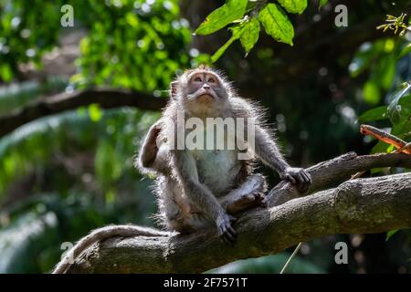 Jeune singe macaque (Macaca fascicularis), égratignures avec sa jambe arrière. Forêt en arrière-plan. À Ubud, Bali, Indonésie. Banque D'Images