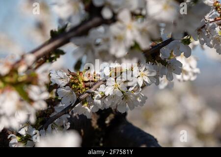 Morancé (France), 30 mars 2021. Fleurs de cerisier au printemps. Banque D'Images