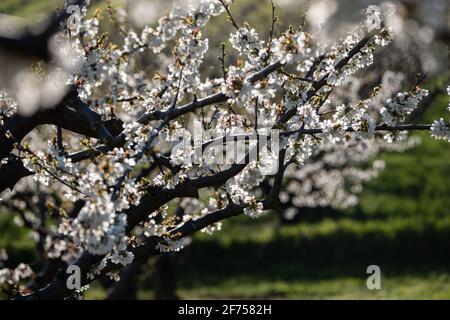 Morancé (France), 30 mars 2021. Fleurs de cerisier au printemps. Banque D'Images