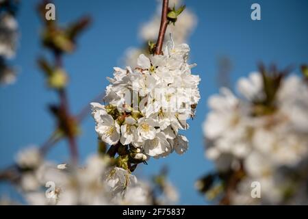 Morancé (France), 30 mars 2021. Fleurs de cerisier au printemps. Banque D'Images