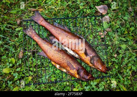 le poisson fumé refroidi de rivière se trouve sur la grille sur le herbe Banque D'Images