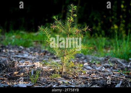Un arbre plantule dans la forêt de Rottbachtal à Muelheim an der Ruhr, Rhénanie-du-Nord-Westphalie, Allemagne Banque D'Images