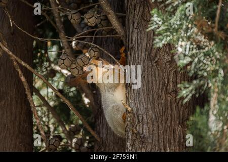 Écureuil doux drôle avec une queue rouge et des oreilles gros plan sur un arbre. L'écureuil rouge eurasien court le long du tronc d'un arbre avec un écrou. Écureuils tamé liv Banque D'Images