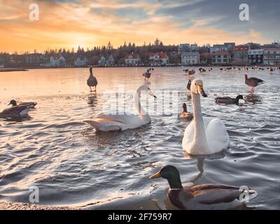 Cygnes blancs et canards de couleur nageant sur le lac de la ville à Rejkjavik, Islande Banque D'Images