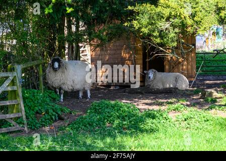 Deux moutons à l'ombre d'un arbre sur un Petite exploitation au Royaume-Uni Banque D'Images