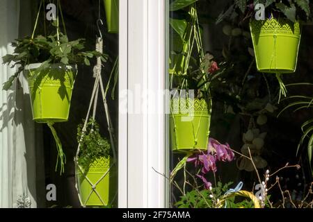 Plantes de maison dans des pots suspendus dans la fenêtre Banque D'Images