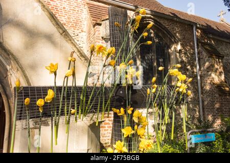 Jonquilles de Pâques décorant une croix en bois à l'extérieur de l'église St Mary's, Barnes, sud-ouest de Londres, Royaume-Uni Banque D'Images