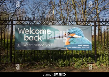 Bienvenue Retour signalisation Kingfisher colorée à l'extérieur du London Wetland Center, Barnes, SW13, Royaume-Uni Banque D'Images