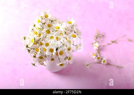 Pâquerettes blanches fraîches dans un vase blanc sur fond rose. Mise au point sélective. Fond floral. Banque D'Images