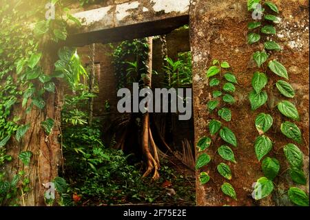 Extérieur maison abandonnée couverte de verierre et de plantes tropicales, mousse, lichen, un grand arbre grandi parmi les ruines de la maison abandonnée. Banque D'Images