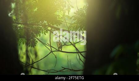 Un Owlet barré asiatique perçant sur la branche des arbres dans une forêt profonde au coucher du soleil. Mise au point douce sur Owlet. Banque D'Images