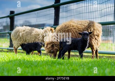 Les mères blondes moutons Ouessant avec agneaux noirs. Un agneau boit du lait de sa mère, l'autre agneau regarde alerte à l'appareil photo. Temps de printemps dans la prairie Banque D'Images