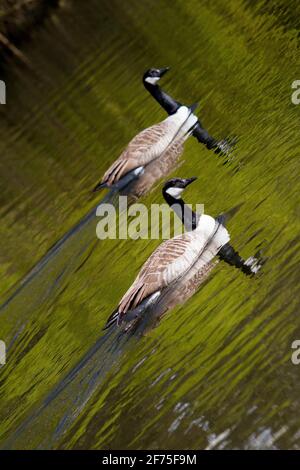 Holmfirth, Yorkshire, Royaume-Uni, 05 avril 2021. Les bernaches du Canada se coupent pour la saison de reproduction. RASQ Photographie/Alamy Live News Banque D'Images