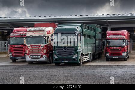 Wagons de transport de bétail garés dans un magasin de vente aux enchères, Darlington, Royaume-Uni Banque D'Images