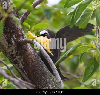 Noddy à capuchon blanc (Anous minutus) avec une feuille dans son bec comme matériau de nidification, Heron Island, Grande barrière de corail sud, Queensland, Queensland, Queensland, Australie Banque D'Images