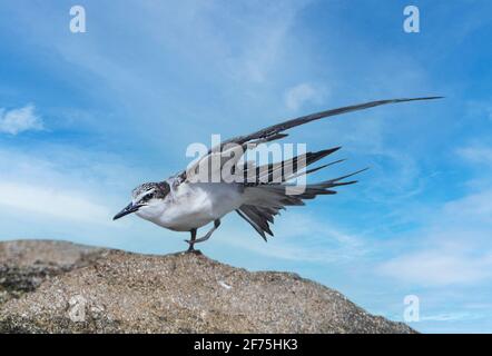 Sterne bridé (Onychopirion anaetpetus) qui étire son aile, Heron Island, Grande barrière de corail sud, Queensland, Queensland, Queensland, Australie Banque D'Images