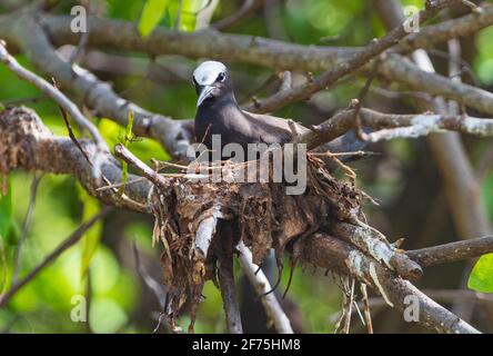 Noddy à capuchon blanc (Anous minutus) assis sur son nid dans la forêt de Pisonia pendant la saison de nidification, Heron Island, Grande barrière de corail sud, Queensl Banque D'Images