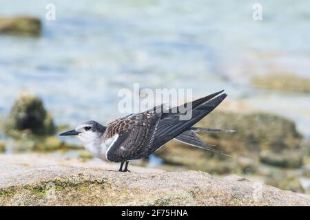 Vue latérale d'un jeune sterne bridé (Onychopirion anaetpetus) perché sur un rocher au bord de la mer, Heron Island, Grande barrière de corail sud, Queensland, Queensland Banque D'Images