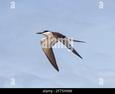 Sterne bridé (Onychopirion anaetpetus) en vol, Heron Island, Grande barrière de corail sud, Queensland, Queensland, Queensland, Australie Banque D'Images