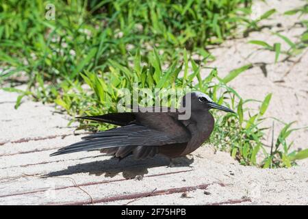 A White-capped Noddy (Anous minutus) bains de soleil, Heron Island, Southern Great Barrier Reef, Queensland, Queensland, Queensland, Australie Banque D'Images