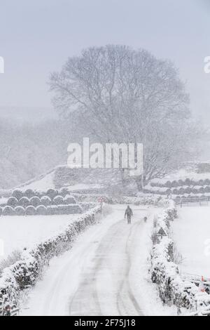 Homme marchant un chien sur une route enneigée près d'Apersett à Wensleydale, North Yorkshire, Royaume-Uni. Banque D'Images