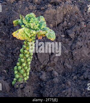 Les pousses de Bruxelles plantent dans le jardin. Dernière tige debout. Banque D'Images